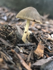Psathyrellaceae