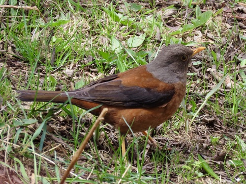 Chestnut Thrush (Turdus rubrocanus), photo 8
