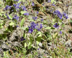 Phacelia humilis