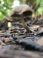 Psathyrellaceae
