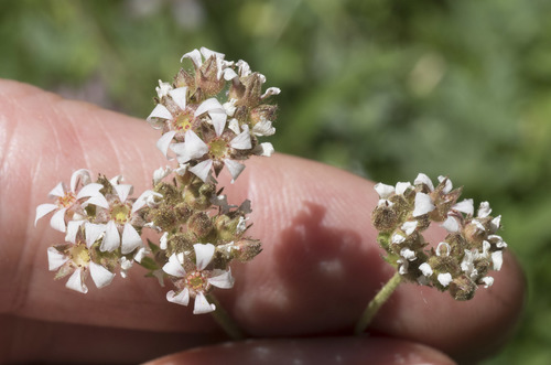 Horkelia fusca var. tenella
