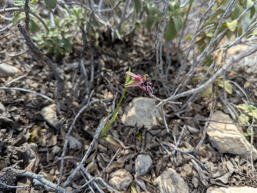 Image of Ophrys cretica by (c) Elias, some rights reserved (CC BY)