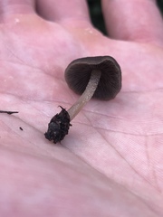 Psathyrellaceae