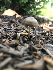 Psathyrellaceae