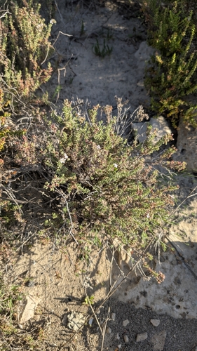 Frankenia thymifolia