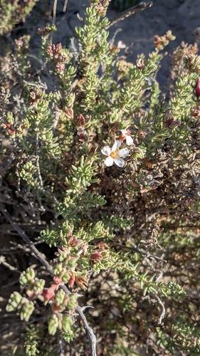 Frankenia thymifolia, photograph 2