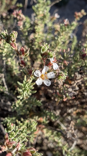 Frankenia thymifolia, photograph 3