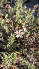 Frankenia thymifolia, photograph (c) Fran, some rights reserved (CC BY)