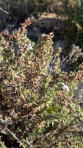 Frankenia thymifolia, photograph 4