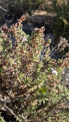 Frankenia thymifolia, photograph (c) Fran, some rights reserved (CC BY)