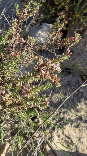 Frankenia thymifolia, photograph 5