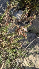 Frankenia thymifolia, photograph (c) Fran, some rights reserved (CC BY)