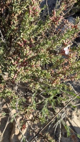 Frankenia thymifolia, photograph 6