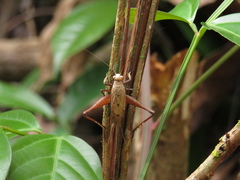 Eneoptera