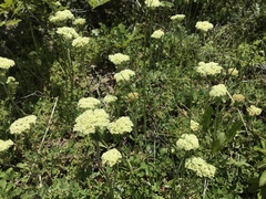 Oligogonum