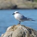 Snowy-crowned Tern - Photo (c) Pablo Balduvino, some rights reserved (CC BY-NC), uploaded by Pablo Balduvino