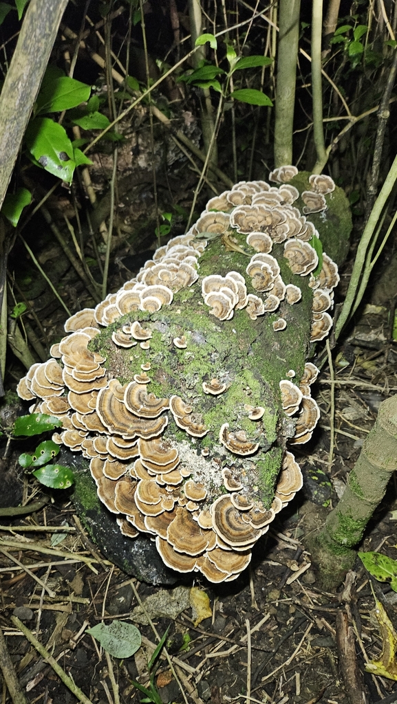 Trametes versicolor · April 2025 · photo: © charliethomas (iNaturalist, cc0)