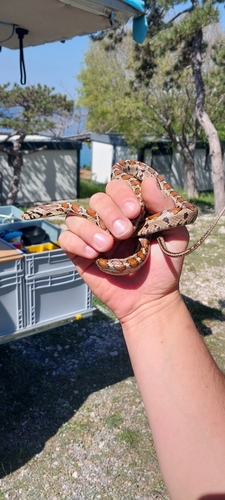 European Ratsnake