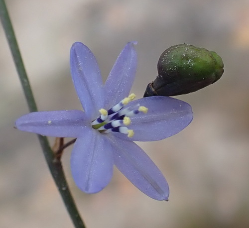 Image of Caesia contorta by (c) Nicola van Berkel, some rights reserved (CC BY-SA)