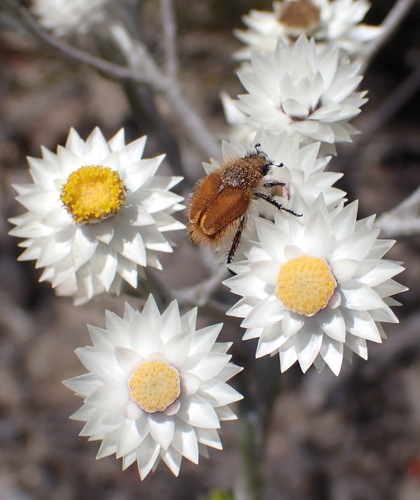 Image of Achyranthemum paniculatum by (c) Nicola van Berkel, some rights reserved (CC BY-SA)