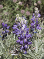 Lupinus obtusilobus