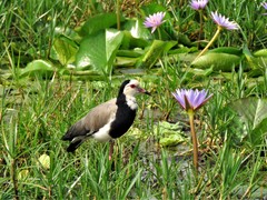 Vanellus crassirostris