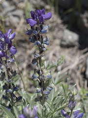 Lupinus obtusilobus