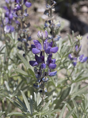 Lupinus obtusilobus