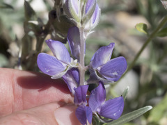 Lupinus obtusilobus