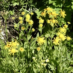 Helenium bigelovii