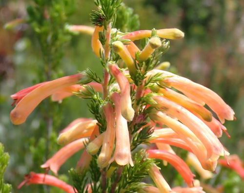 Image of Erica curviflora by (c) Nicola van Berkel, some rights reserved (CC BY-SA)