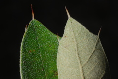 Quercus × caesariensis