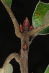 Quercus × caesariensis