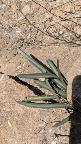 Image of Lapiedra martinezii by (c) Fran, some rights reserved (CC BY)
