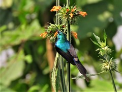 Cinnyris erythrocercus