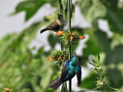 Cinnyris erythrocercus