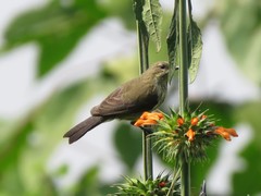 Cinnyris erythrocercus
