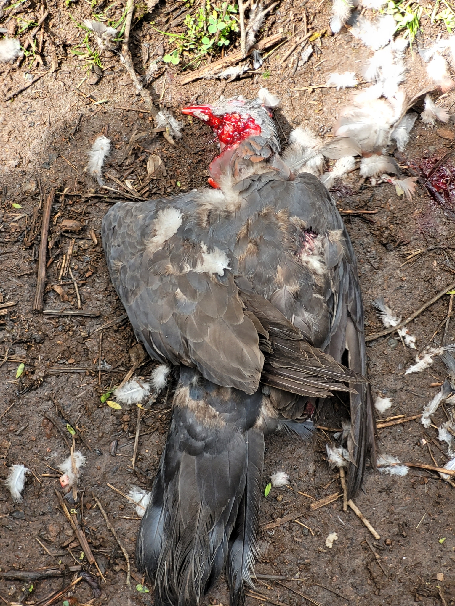 Bolle's Pigeon (Columba bollii), photo 4