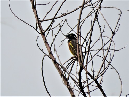 Weyns's Weaver (Ploceus weynsi), photo 7
