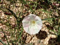 Calystegia longipes