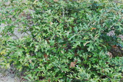 Quercus × caesariensis