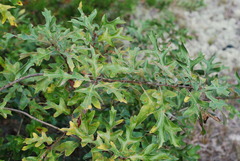 Quercus × caesariensis