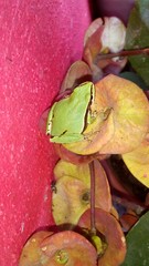 Ridged Treefrog photo 2