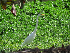 Ardea alba