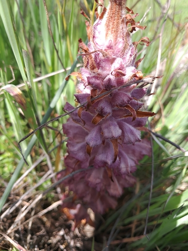 Image of Orobanche rapum by (c) David Pereira, some rights reserved (CC BY)