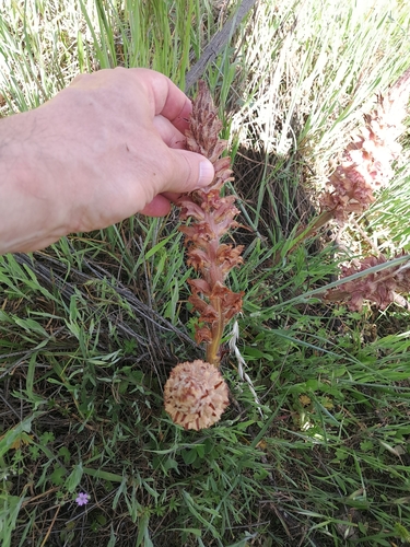 Image of Orobanche rapum by (c) David Pereira, some rights reserved (CC BY)