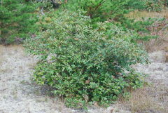 Quercus × caesariensis