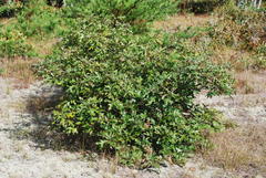 Quercus × caesariensis