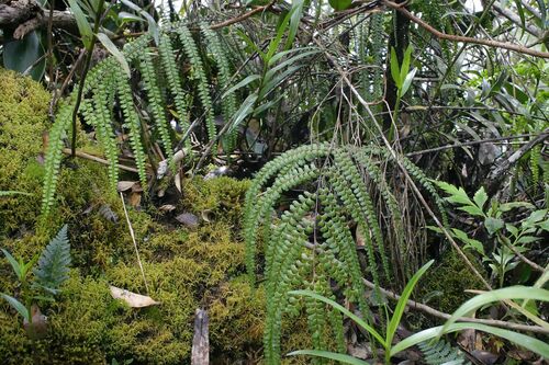 Lindsaea rigida observed 2004-10-03