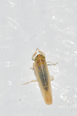 Dalbulus elimatus
